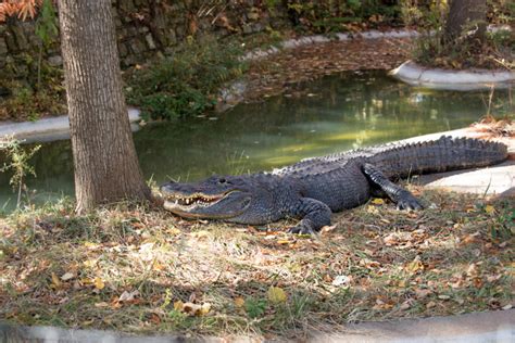 Columbus Zoo Zookeepers Give Alligator Hands Only Cpr