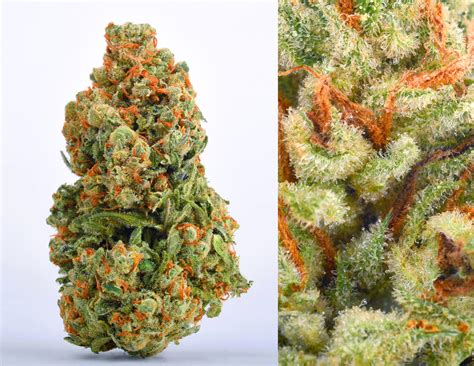 Green Crack Strain Information And Reviews Wheres Weed