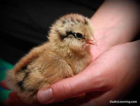 favorite things friday backyard chickens dad is learning