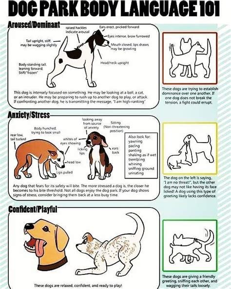 Dog Park Body Language 101 Dog Training In 2020 Dog Body Language