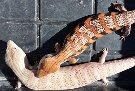 Northern Blue Tongue Skink Breeding 2020 — A Review In Photos Lizard Cafe