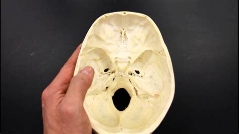 Skeletal System Anatomy Cranial Fossa Of The Human Skull