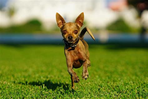 Chihuahua Dog Running By Purple Collar Pet Photography Chihuahua