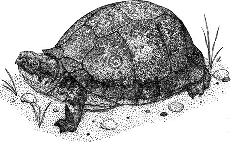 Lovely Small Pets: The Shaped Used to Draw Turtles