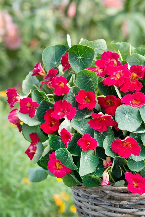 How To Plant Grow And Care For Nasturtium Hgtv