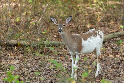 How Rare Are The Piebald Deer What You Need To Know For Future Hunts