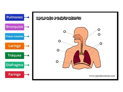 Aparato Respiratorio Diagrama Con Etiquetas