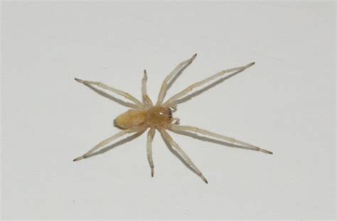 Harm inflicted by the black widow spider is unlikely fatal. House spiders of Ohio: Seen these lately? | cleveland.com
