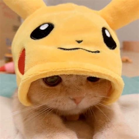 ْ On Twitter In 2021 Pikachu Cat Baby Animals Super Cute Cat Profile