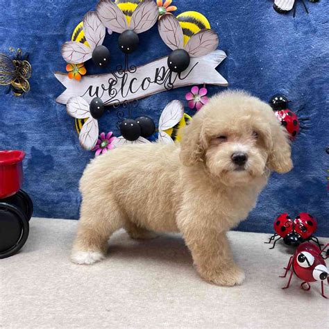 Maltipoo Puppies For Sale Pets Plus Stafford