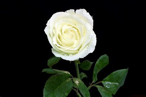 White Rose Wallpapers Images Photos Pictures Backgrounds