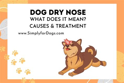 Dog Dry Nose Reasons And Remedies Simply For Dogs