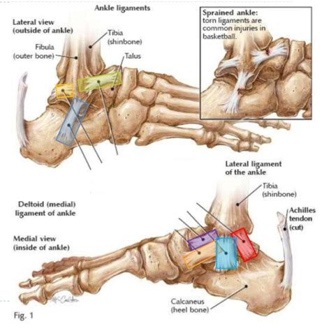 Ankle Ligaments Diagram Quizlet