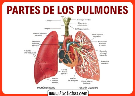 Partes De Los Pulmones Porn Sex Picture