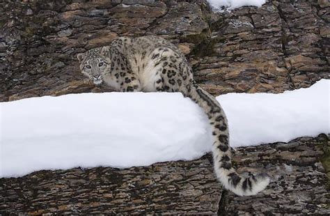Looking At You By John Gregg Snow Leopard Unusual