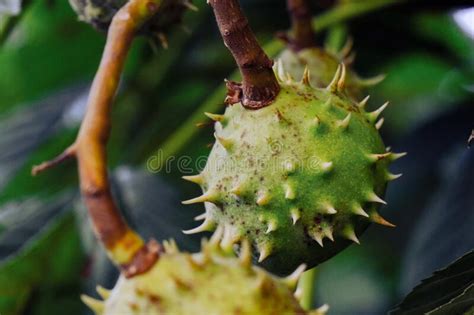 Horse Chestnut Seeds With Thorns Close Up In The Autumn Forest Stock