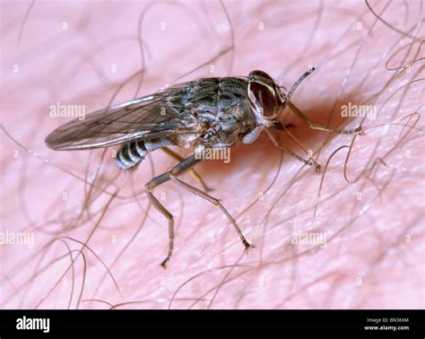 La mosca tsetsé morder y alimentarse de una persona Fotografía de stock Alamy