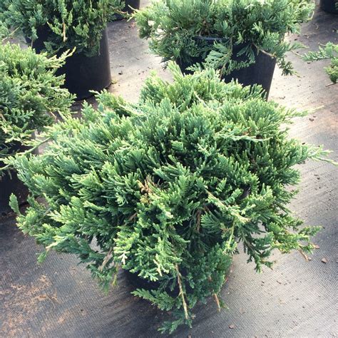 Juniperus Horizontalis Wiltonii Multiplants