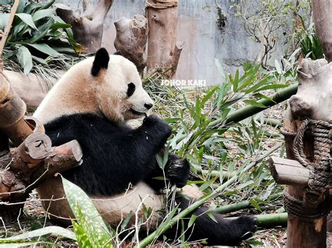 Panda in Sichuan @ Chengdu Research Base of Giant Panda Breeding