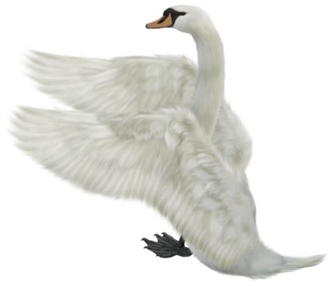 Swan Png Transparent Image Download Size 500x433px