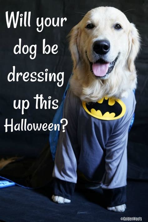 Will Your Dog Be Dressing Up This Halloween Golden Woofs