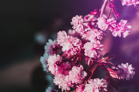 Flowers Bloom Branch Pink Blur Hd Wallpaper Peakpx