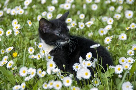 Just Some Photos Of Baby Animals Surrounded By Flowers To