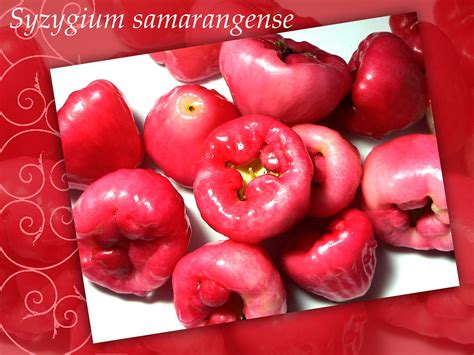 Tambis Syzygium Samarangense And Syzygium Malaccensis Ar Flickr