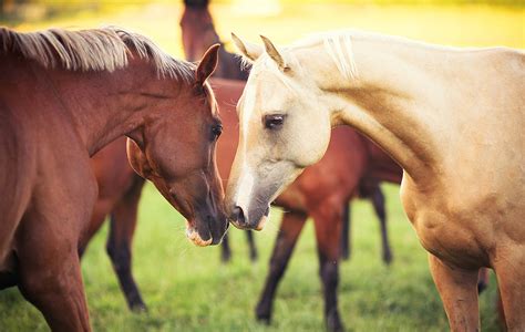 Two Horses In Love Wallpaper Animals Wallpaper Better