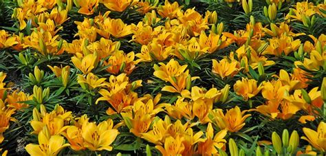 Lilies are found in a range of colors and color combinations. Lily, Asiatic | Costa Farms