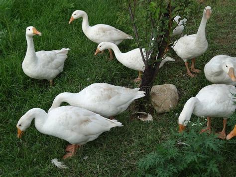 In fact, 95% of the duck meat consumed in the us is pekin. American Pekin Duck (anas Platyrhynchos Domestica) Stock ...