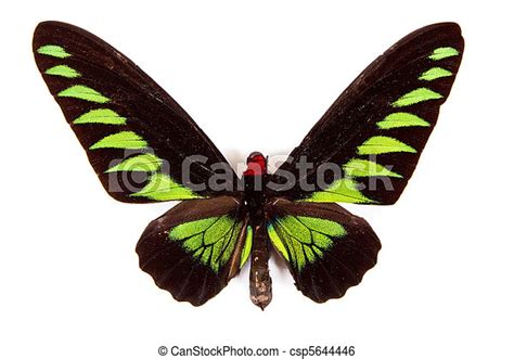 蝶, brookiana, 隔離された, trogonoptera, 緑, 黒. 蝶, brookiana, 隔離された ...