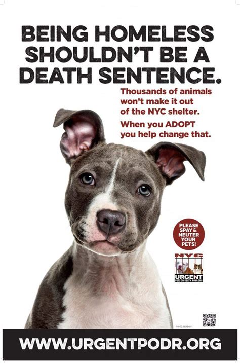 Upon submission of your adoption questionnaire, the animal's foster parent will receive it and contact you within a week to answer any questions you may have, talk to you about what you are looking for. CHECK OUT OUR NEW ADS GOING UP IN NYC! | Pet adoption ...