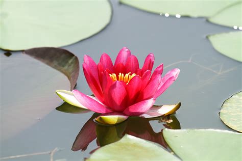 Free Images : blossom, leaf, petal, pond, tranquility, green, botany