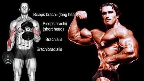 The 10 Best Brachialis Exercises For More Muscular Arms Brachialis