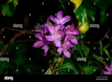 Big Purple Rhododendron Hi Res Stock Photography And Images Alamy