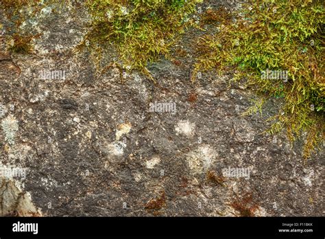 Green Moss With Dry Soil As Background Stock Photo Alamy