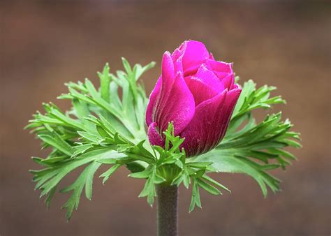 Anemone Flower Bud Photograph By Elvira Peretsman Fine Art America