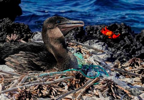 From Paradise To Garbage Dump The Galapagos Island Threatened By Tons