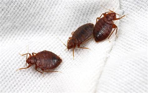 Stay Ahead Of Bed Bug Infestations In Colorado Springs