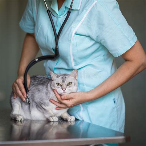 Sick Cat In A Veterinarian Clinic Stock Photo Image Of Help Health