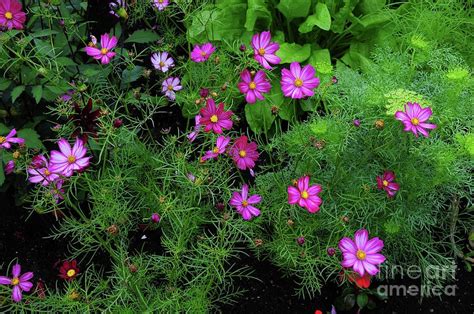Cosmos Bipinnatus Candy Stripe Flowers Photograph By Colin Varndell