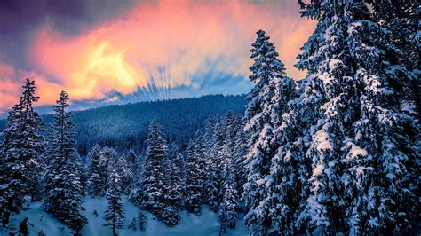 Nature Forest Trees Snow Winter Sunset Wallpapers Hd Desktop And