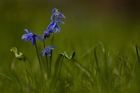 Free Images Nature Outdoor Blossom Field Meadow Prairie Flower