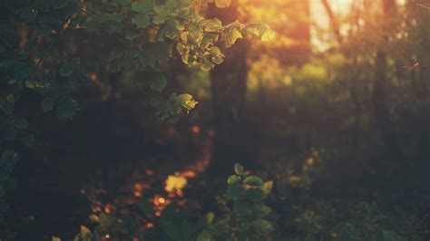 640x960 Resolution Photo Of Green Leafed Tree During Golden Hour