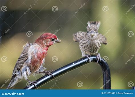Male Cross Beak With Young Stock Photo Image Of Perched 121539396