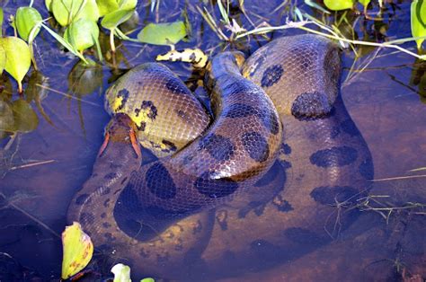 Anaconda Snake Is Extinct Species Or Not Snakes Species