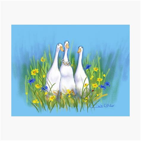 Nickys Ducks Photographic Print For Sale By Clairekitcher Redbubble
