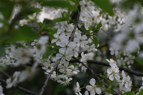 2800x2359 Bloom Blossom Cherry Edible Flower Fruit Leaves