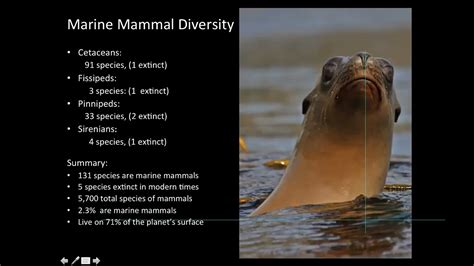 Marine Mammals Of The World A Comprehensive Guide To Their Identification 3rd Edition Preview